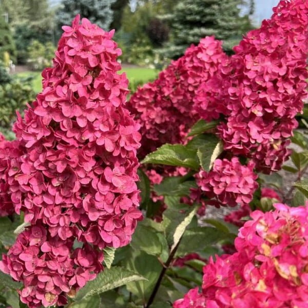 Hortensja bukietowa Hydrangea paniculata fraise melba c11 cięcie