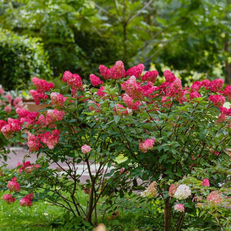 Hortensja bukietowa Hydrangea paniculata fraise melba c11