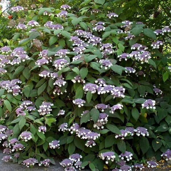 Hortensja kosmata hot chocolate Hydrangea aspera Sadzonka