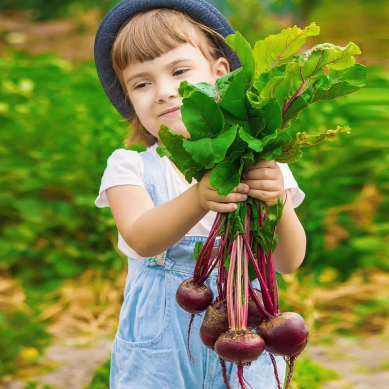 Buraczek Smaczek Wesoły ogródek nasiona (3).jpg