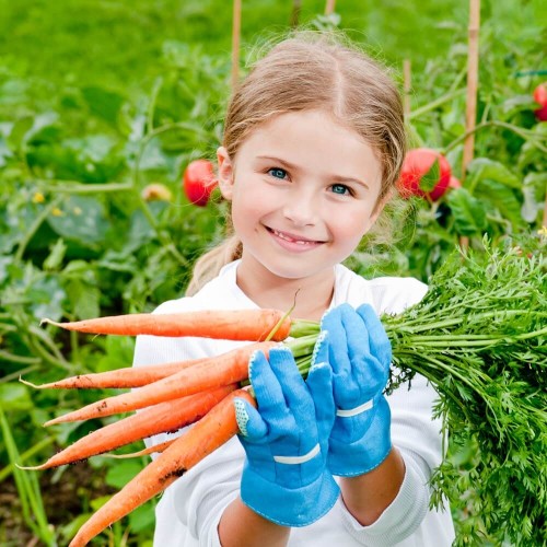 Marchew Karotka Pychotka Wesoły ogródek nasiona 3g