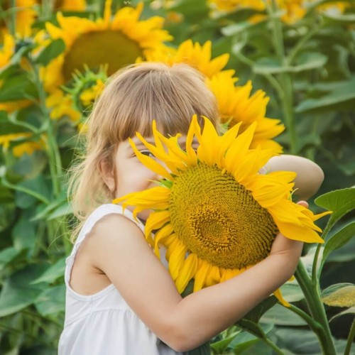 Słonecznik ogrodowy jadalny - Słoneczniki Agenciki Wesoły ogródek