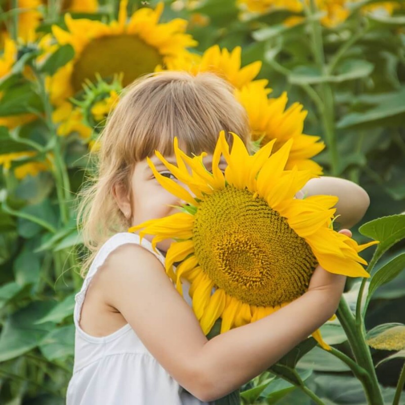 słonecznik jadalny wesoły ogródek nasiona (3).jpg