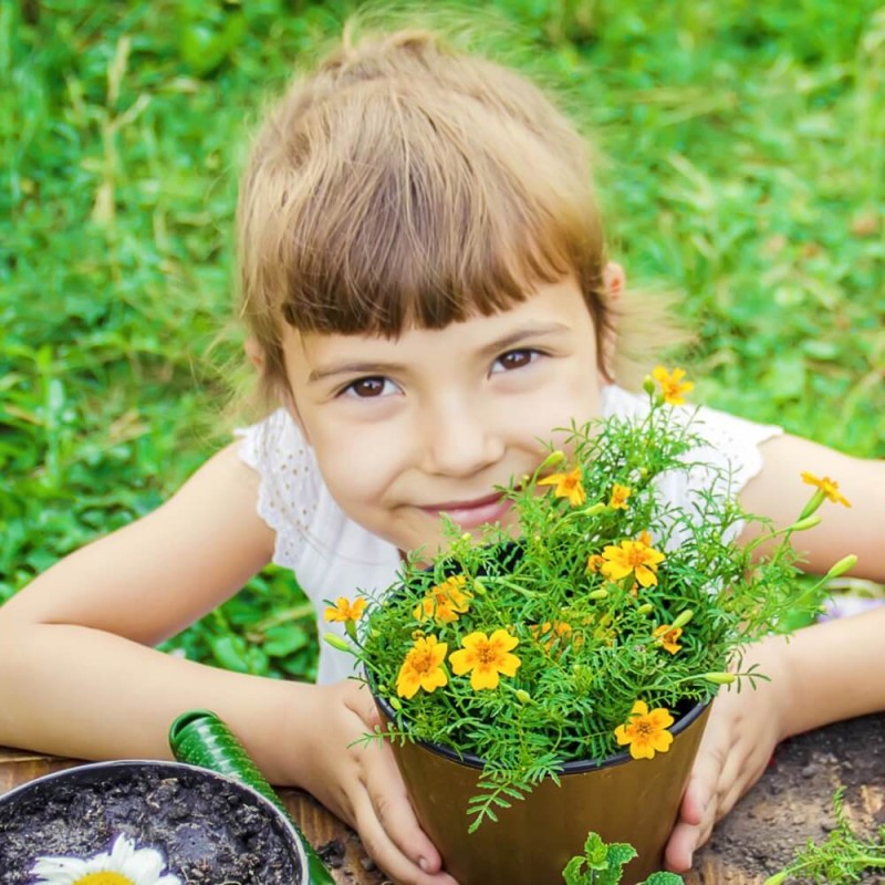 Aksamitka Kosmitka mieszanka Wesoły ogródek nasiona (3).jpg