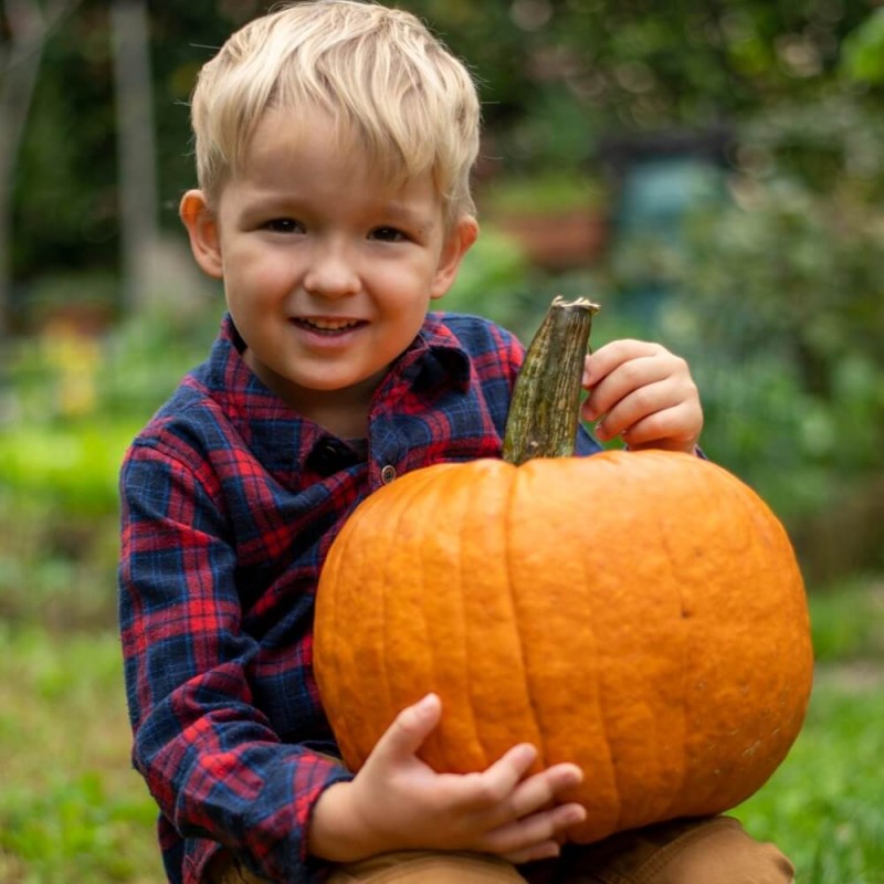 Dynia olbrzymia Amazonka Wesoły ogródek nasiona (3).jpg