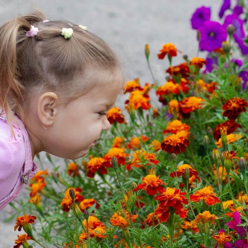 Aksamitka Kosmitka mieszanka Wesoły ogródek nasiona (2).jpg