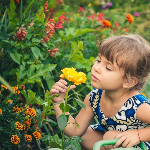 Mieszanka niespodzianka Wesoły ogródek