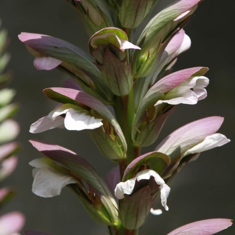 Akant miękki (Acanthus mollis) 2,5g nasiona LUX (1).jpg