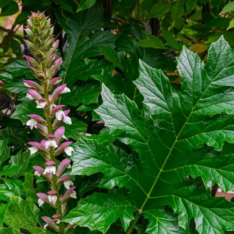 Akant miękki (Acanthus mollis) 2,5g nasiona LUX (3).jpg