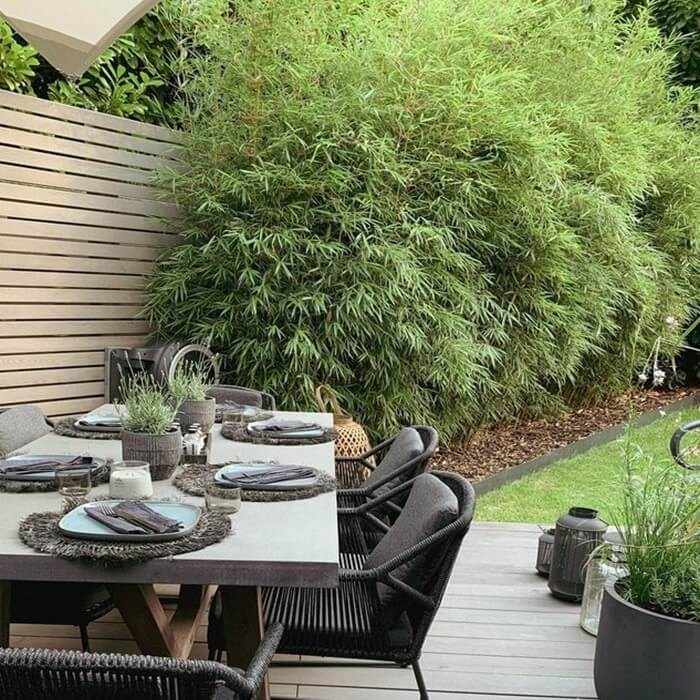 Bambus mrozoodporny (Phyllostachys) nasiona 1g  (1).jpg