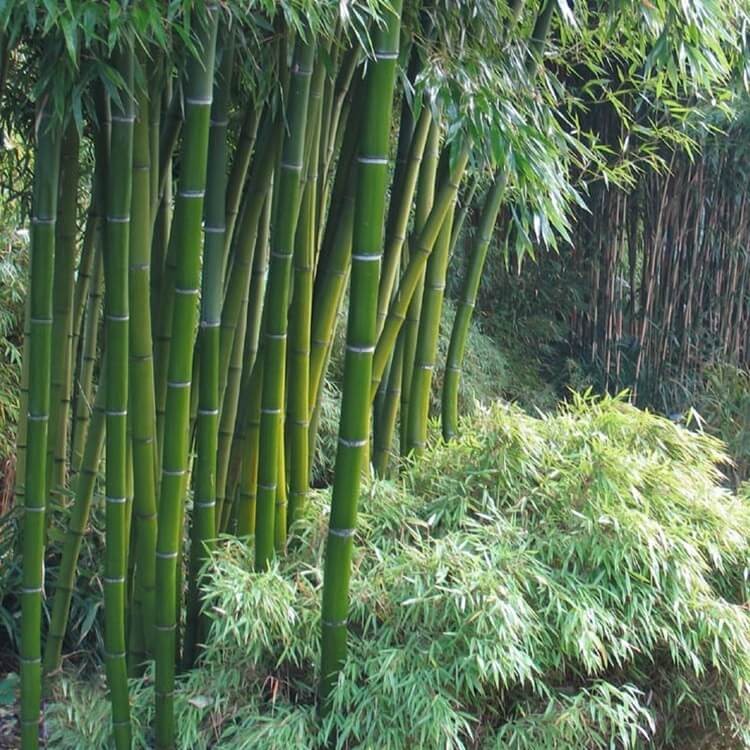 Bambus mrozoodporny (Phyllostachys) nasiona 1g  (2).jpg