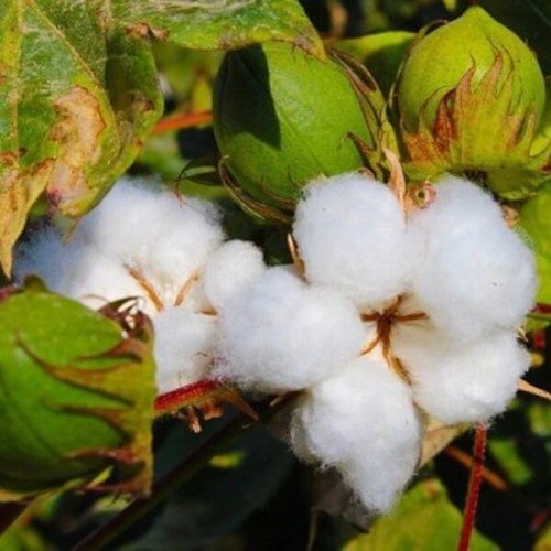 Bawełna indyjska nasiona 5 szt