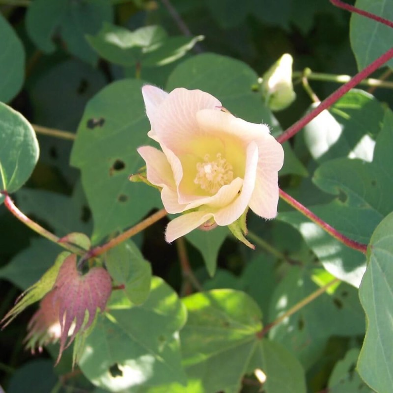 Bawełna indyjska (Gossypium herbaceum) nasiona (2).jpg