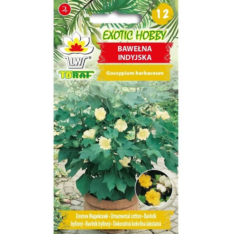 Bawełna indyjska (Gossypium herbaceum) nasiona (3).jpg