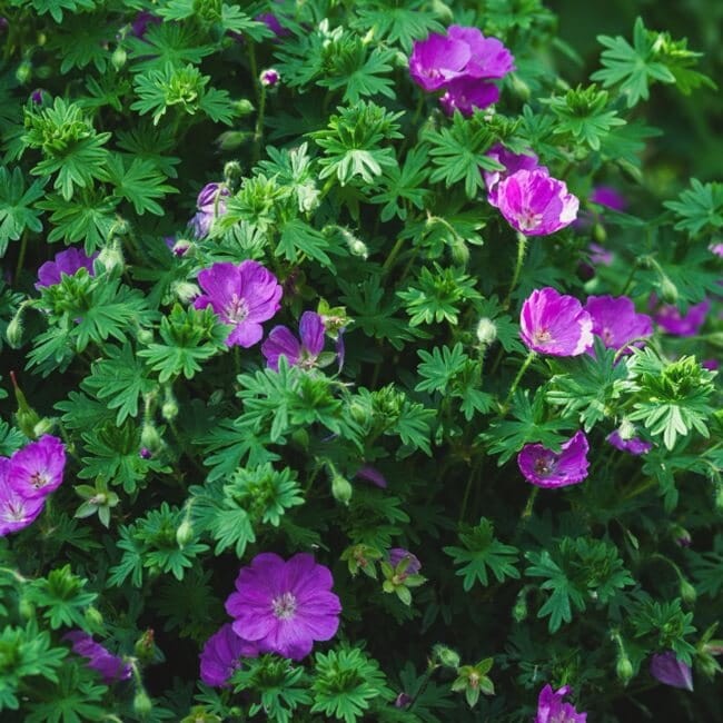 Bodziszki, mieszanka gatunków 0,15+0,05 nasiona (2).jpg