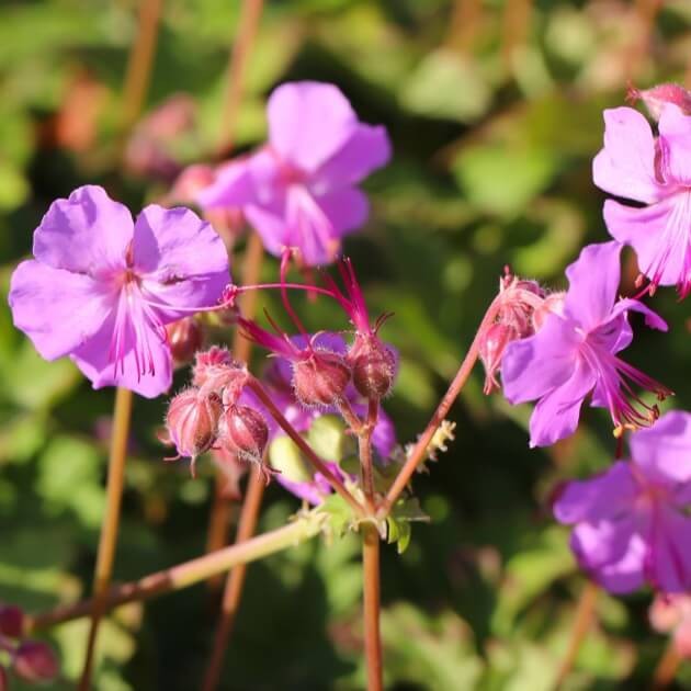 Bodziszki, mieszanka gatunków 0,15+0,05 nasiona (3).jpg