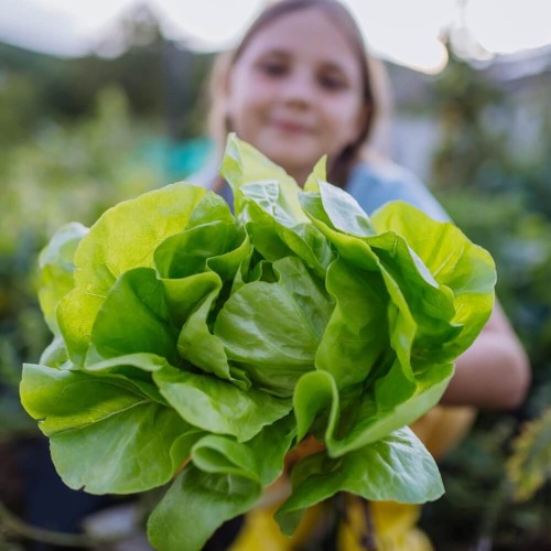 Sałata w witaminy bogata Wesoły ogródek nasiona 1g