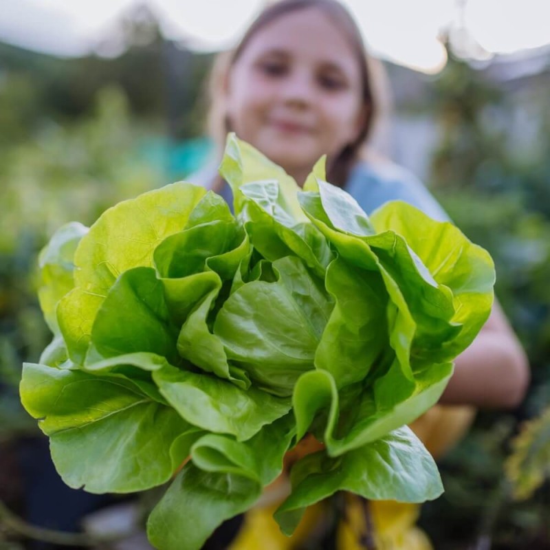 Sałata w witaminy bogata Wesoły ogródek nasiona (1).jpg