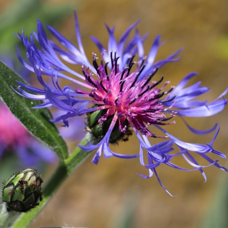Chaber górski (Centaurea montana) 1g nasiona  (1).jpg