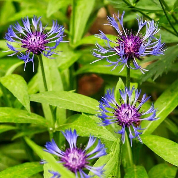 Chaber górski (Centaurea montana) 1g nasiona  (2).jpg