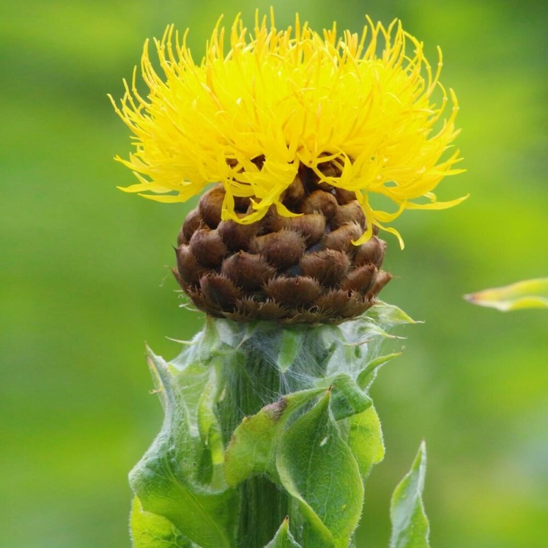 Chaber wielkogłówkowy (Centaurea macrocephala) nasiona (2).jpg