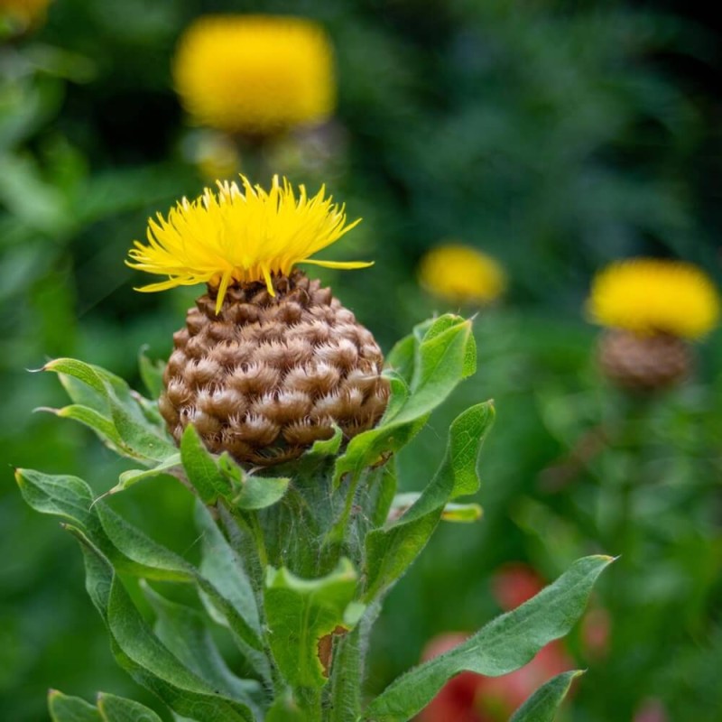 Chaber wielkogłówkowy (Centaurea macrocephala) nasiona (3).jpg