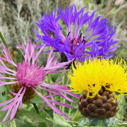 Chaber mieszanka gatunków wieloletnich nasiona 0,5g