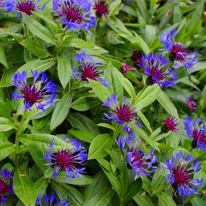 Chaber, mieszanka gatunków wieloletnich nasiona (3).jpg