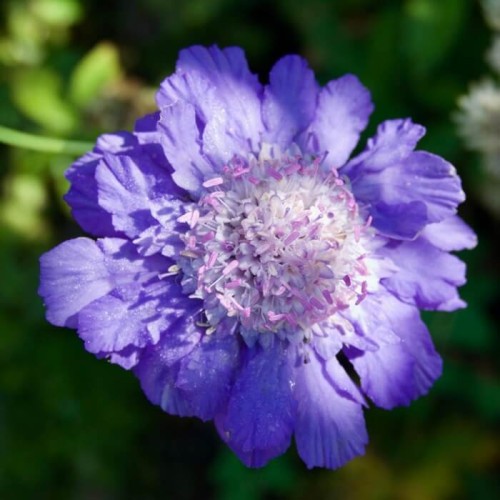 Driakiew kaukaska niebieska 0,3g nasiona