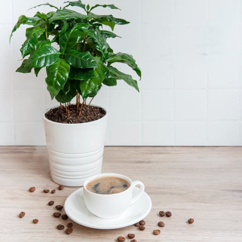 Drzewko kawowe nasiona (3).jpg