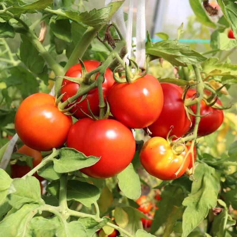 red-tomatoes-bush-greenhouse-harvest-horizontal-photo-closeup.jpg