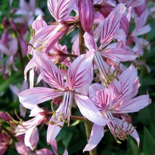 Dyptam Krzew Mojżesza nasiona 0,3g