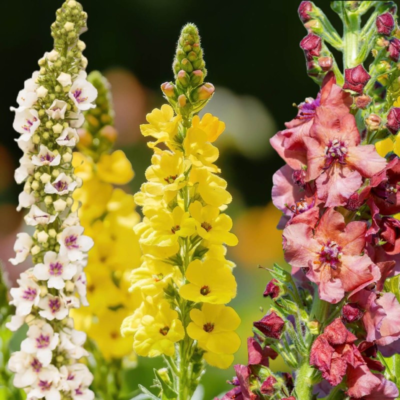 Dziewanna, mieszanka (Verbascum sp.) nasiona 0,1g (2).jpg