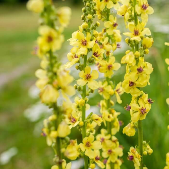 Dziewanna, mieszanka (Verbascum sp.) nasiona 0,1g (3).jpg