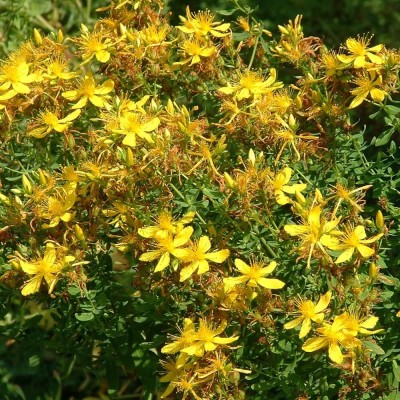 Dziurawiec zwyczajny (Hipericum perforatum) nasiona 0,2 g (1).jpg