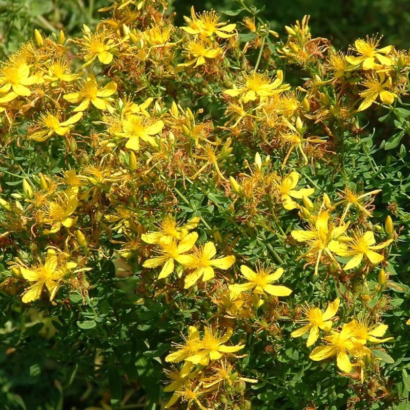 Dziurawiec zwyczajny (Hipericum perforatum) nasiona 0,2 g (1).jpg