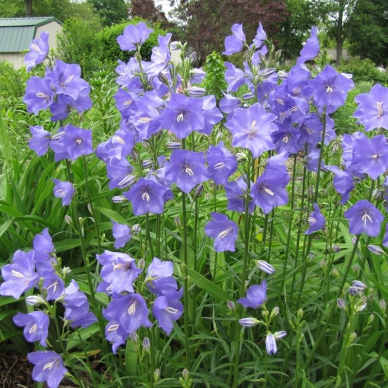 Dzwonek brzoskwiniolistny, mieszanka nasiona 0,3g (2).jpg