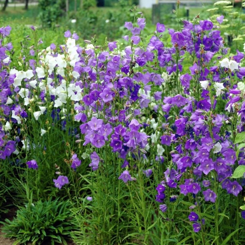 Dzwonek brzoskwiniolistny, mieszanka nasiona 0,3g (3).jpg