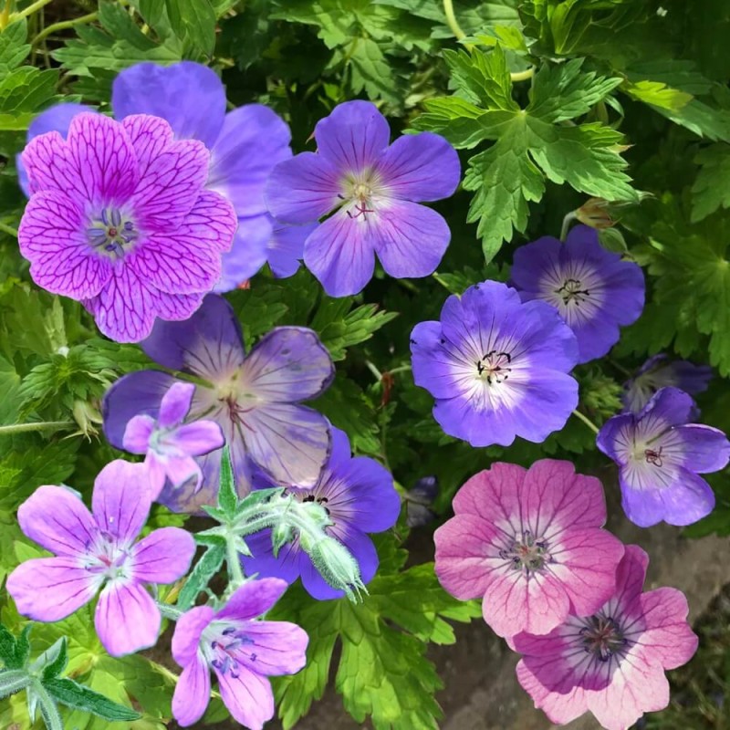 Bodziszki, mieszanka gatunków 0,15+0,05 nasiona (1).jpg