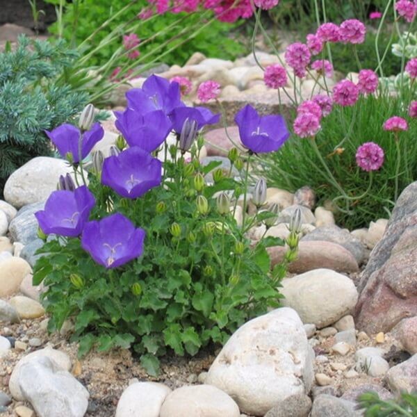 Dzwonek karpacki, mieszanka nasiona 0,3g (2).jpg