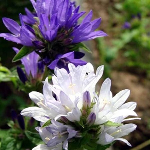 Dzwonek skupiony mieszanka nasiona 0,1g