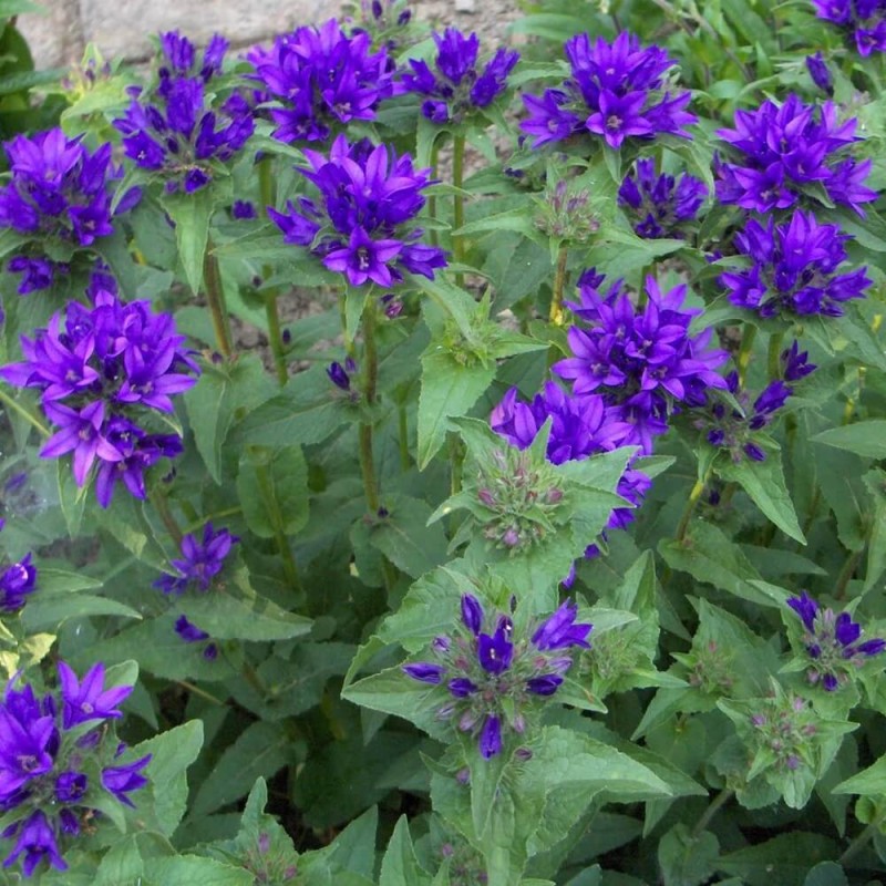 Dzwonek skupiony, mieszanka nasiona 0,1g (2).jpg