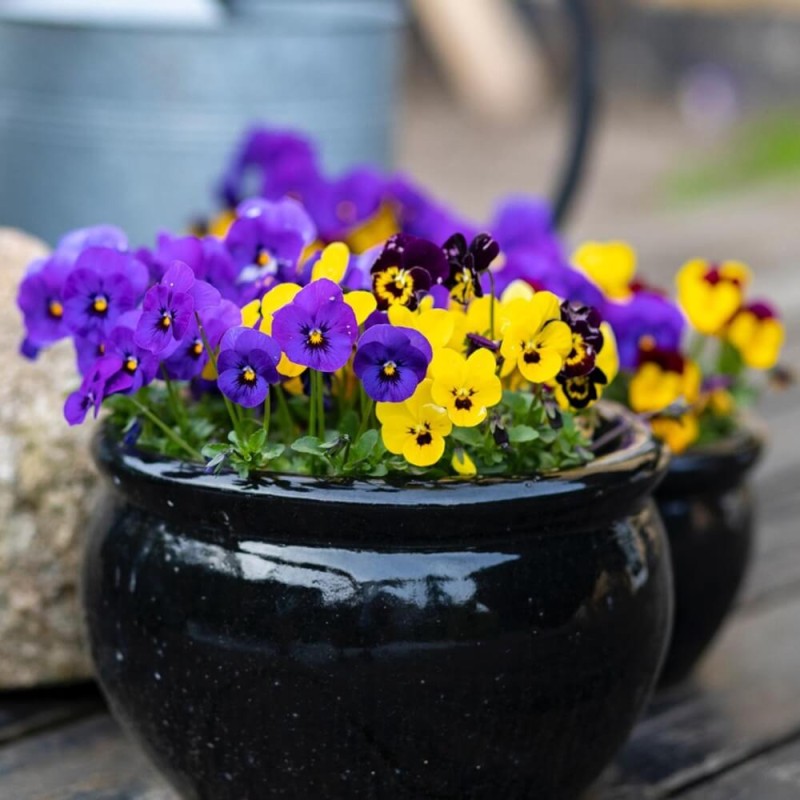 Fiołek rogaty, mieszanka nasiona 0,5g (1).jpg