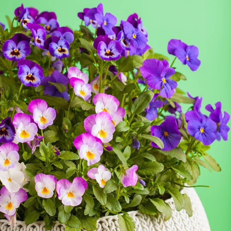 Fiołek rogaty, mieszanka nasiona 0,5g (2).jpg