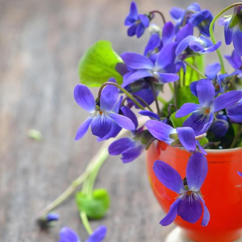 Fiołek Wonny Fioletowy nasiona 0,3g  (1).jpg