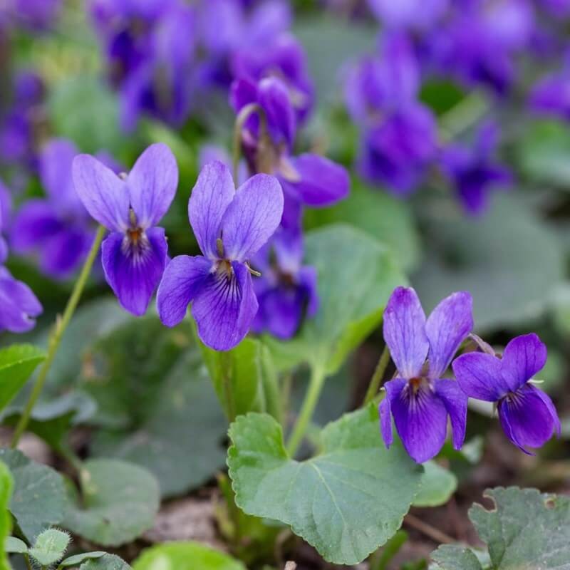 Fiołek Wonny Fioletowy nasiona 0,3g  (3).jpg