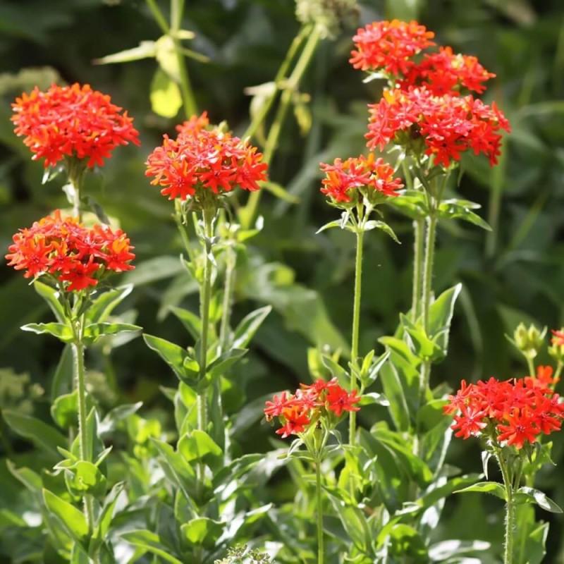 Firletka Chalcedońska Czerwona nasiona 0,5g (1).jpg