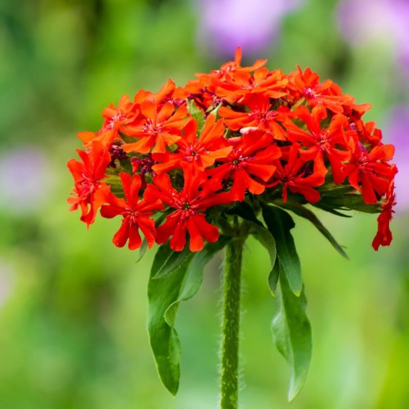 Firletka Chalcedońska Czerwona nasiona 0,5g (2).jpg