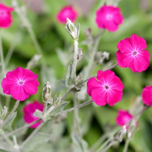 Firletka Wieńcowa mieszanka nasiona 0,2g