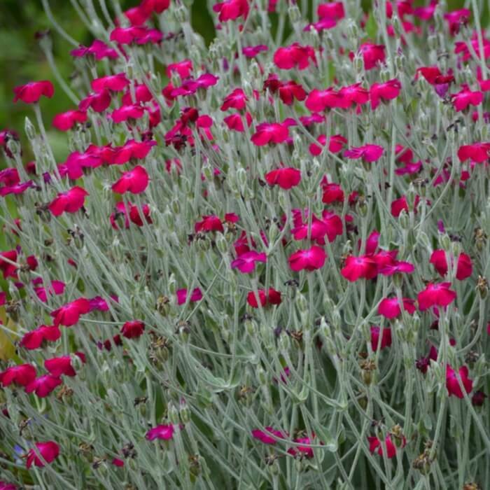 Firletka Wieńcowa mieszanka (Lychnis coronaria) nasiona 0,2g (2).jpg